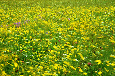 Moving Flowers in Meadow 